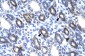 RGS6 antibody - C-terminal region