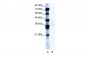 PCGF4 antibody - C-terminal region
