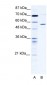 CCT4 antibody - C-terminal region