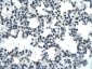 PSIP1 antibody - middle region