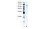PSIP1 antibody - middle region