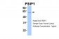 PSIP1 antibody - middle region