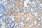 KEAP1 antibody - C-terminal region