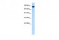 UHRF2 antibody - N-terminal region