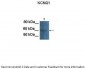 KCNQ1 antibody - N-terminal region