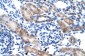 CLIC1 antibody - N-terminal region