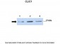 CLIC1 antibody - N-terminal region