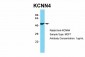 KCNN4 antibody - C-terminal region