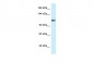 KCNH3 antibody - N-terminal region