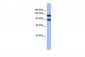 KCNH3 antibody - middle region