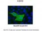KCNK13 antibody - C-terminal region