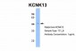 KCNK13 antibody - C-terminal region