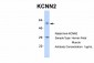 KCNN2 antibody - middle region
