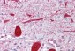 KCNQ2 antibody - middle region