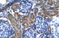 KCNQ2 antibody - middle region