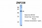ZNF238 antibody - N-terminal region