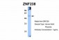 ZNF238 antibody - N-terminal region