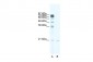 SCAND1 antibody - middle region