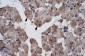 LHX9 antibody - C-terminal region