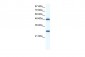 BAT1 antibody - C-terminal region