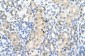 MCM7 antibody - middle region