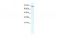 MCM4 antibody - N-terminal region