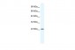 KCTD11 antibody - N-terminal region