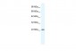 KCTD11 antibody - N-terminal region