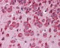 Fbxw7 antibody - middle region