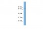 Fbxw7 antibody - middle region
