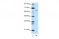 RFX5 antibody - N-terminal region