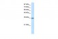 MNAT1 antibody - C-terminal region