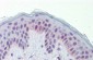 NR2C1 antibody - N-terminal region
