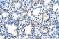 NR2C1 antibody - C-terminal region
