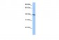MLLT3 antibody - C-terminal region