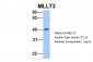 MLLT3 antibody - C-terminal region
