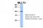 MLLT3 antibody - C-terminal region