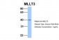 MLLT3 antibody - C-terminal region