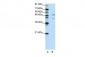 SMAD2 antibody - N-terminal region