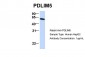 PDLIM5 antibody - N-terminal region