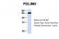 PDLIM5 antibody - N-terminal region