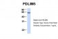 PDLIM5 antibody - N-terminal region