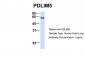 PDLIM5 antibody - N-terminal region