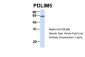 PDLIM5 antibody - N-terminal region