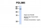 PDLIM5 antibody - N-terminal region