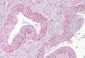 SUFU antibody - middle region