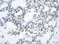 KLHL26 antibody - C-terminal region