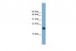 BATF3 antibody - N-terminal region