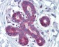 HOXA5 antibody - C-terminal region