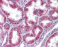 HOXA5 antibody - C-terminal region